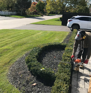 Technician shaping a boxwood hedge along a mulched bed