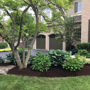 Mulched front garden with mature hostas and trimmed shrubs
